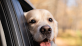 Golden Retriever Throws Temper Tantrum After Being Put in Back Seat of the Car