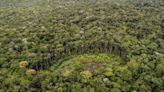 Waldzerstörung in Kolumbien 2023 deutlich zurückgegangen