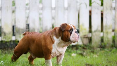 English Bulldog Tries to ‘Attack’ the Lawnmower and It’s the Cutest Thing on the Internet