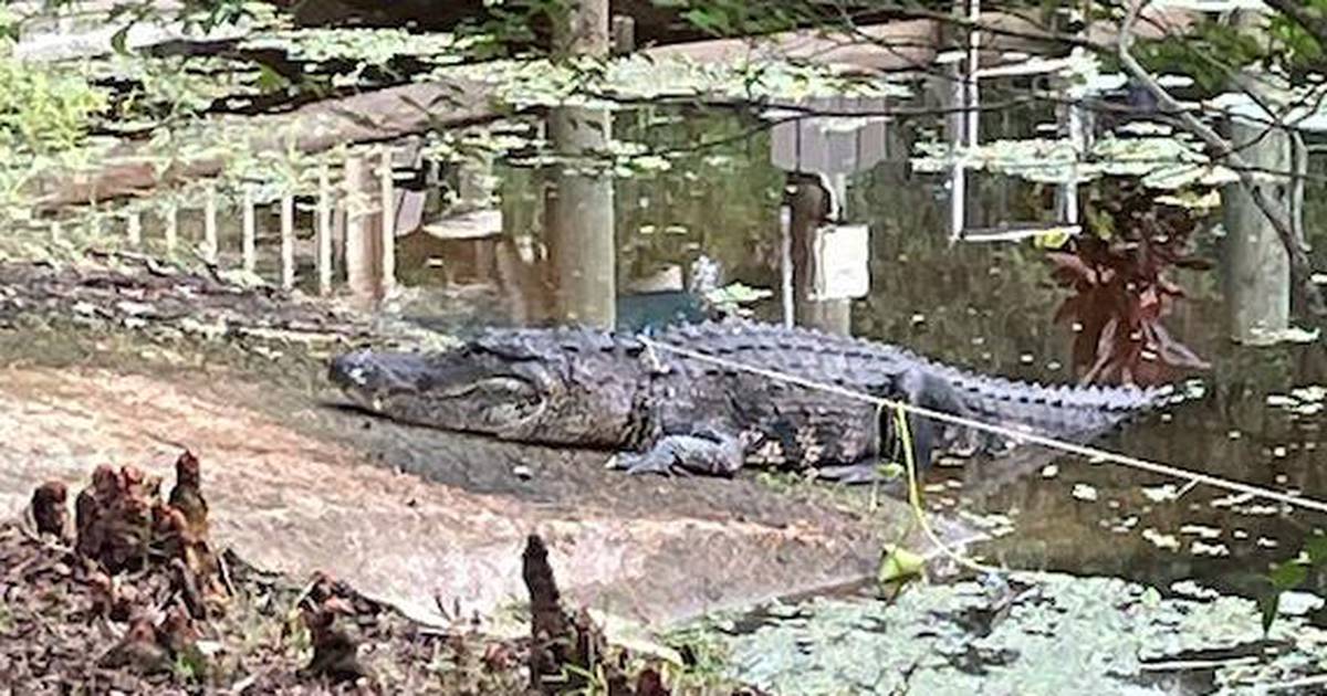 How a Florida woman escaped from the jaws of a 400-pound alligator