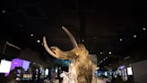 Last surviving woolly mammoths were inbred but not doomed to extinction – study