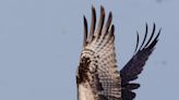 Nature: Ospreys are flying fishermen