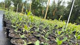 Local seedlings to nurture Savannah foundation's 'tree equity' efforts