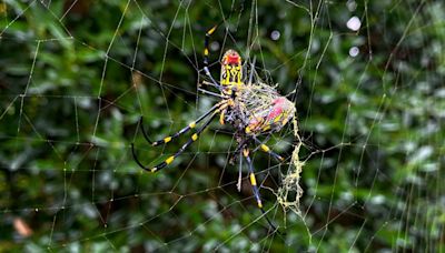 The Joro spider is spreading in the US, but it's not the invasive species we have to worry about