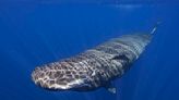 Scientists are learning basics of sperm whale language