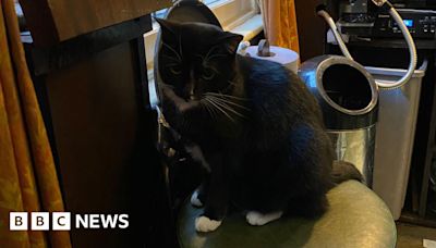 Anger over plans to remove cats from Birmingham pub