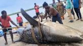 Video: Massive Whale Sharks Accidentally Caught By Fishermen Near Machilipatnam In Andhra Pradesh