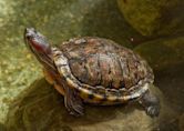 Red-eared slider