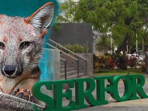 Zorro Run Run: PJ declara fundada la demanda contra Serfor por tenerlo cautivo y no en su hábitat natural