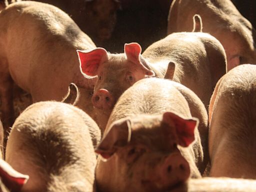 Finished pigs turn a profit with prices stable at 210p/kg - Farmers Weekly