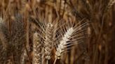 Hybrid wheat hitting U.S. fields as war, climate threaten global food supplies