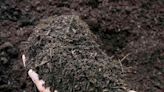 Gardening: Building a compost pile, planting roses and fertilizing ferns