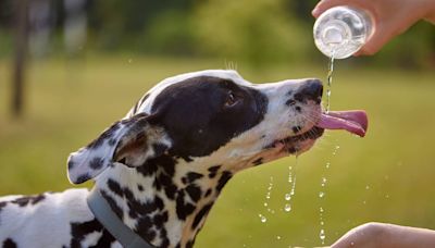 Hot dog: 7 ways to keep pets safe in hot weather; what to do during heatstroke