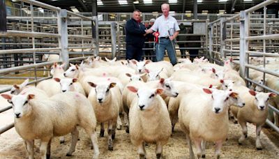 Improved three-figure selling average at CCM Skipton store lamb opener