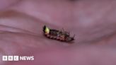 Glow worms: Spectators head to South Downs for breeding season