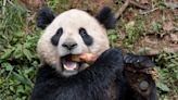 Pair of giant pandas set to travel from China to San Diego Zoo under conservation partnership