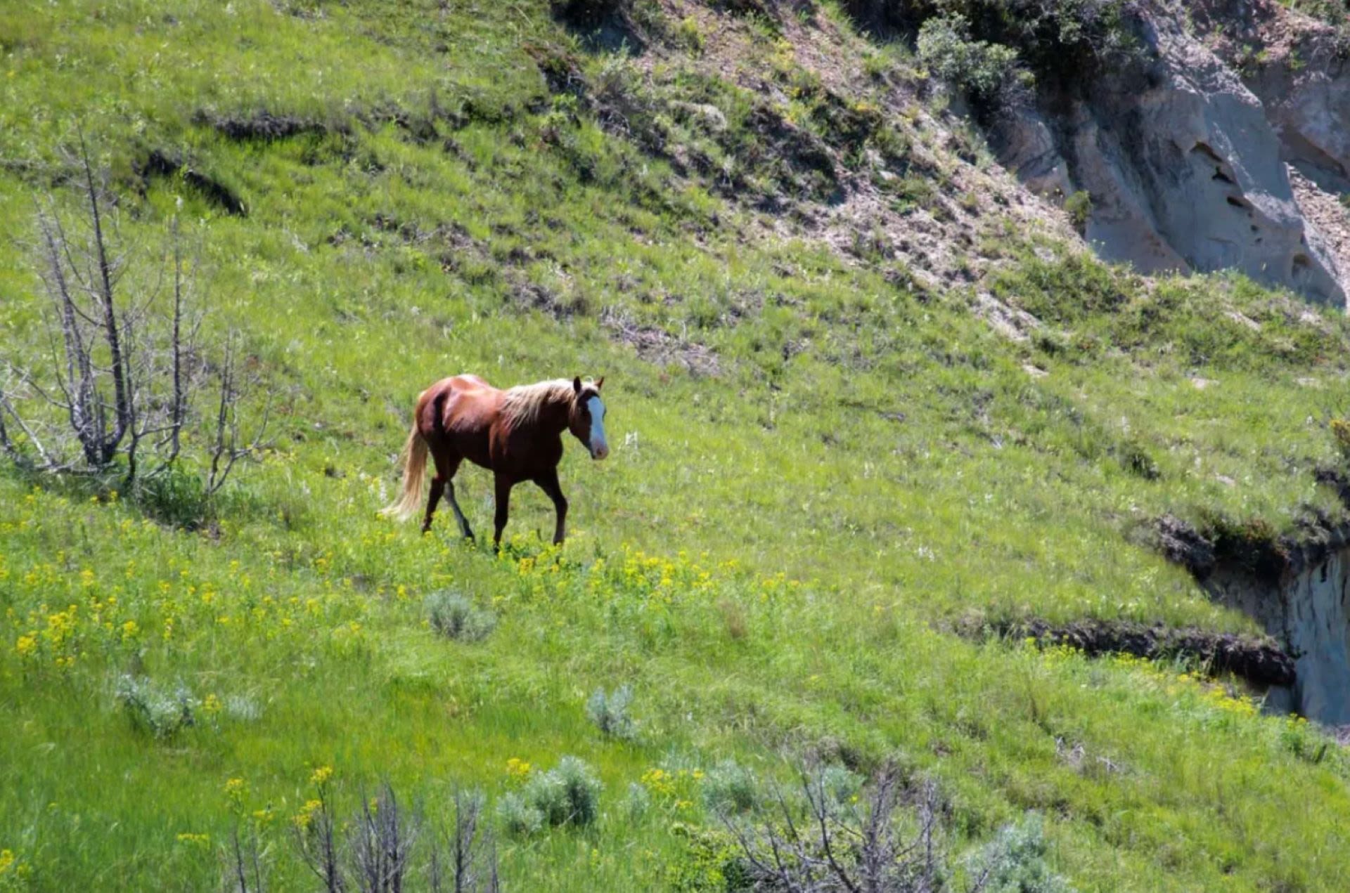 National Park Service reverses course on plan to remove iconic animals: 'This is incredible news'