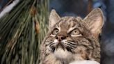 This adorable baby bobcat was found all alone twice. Now he has a new home in Oregon