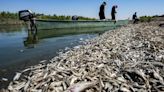 Sequía deja miles de peces muertos a orillas de un río irrigado por el Tigris
