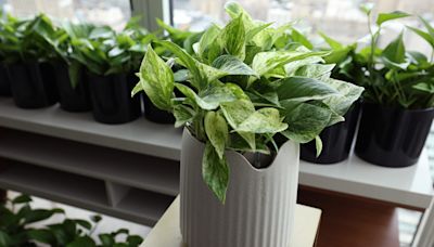 This $119 houseplant is bioengineered to remove harmful air pollution in your home.