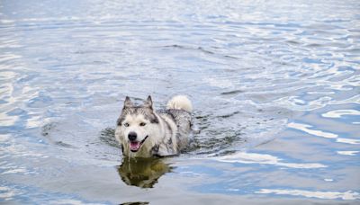 Great Pyrenees Patiently Shows Newly-Rescued Husky the Joy of Swimming