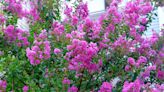 Avoid Big Water Bills with These Drought-Tolerant Shrubs