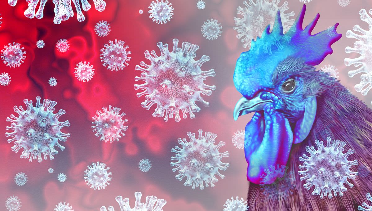 Bird Flu: What's The Latest And How Worried Should We Be?