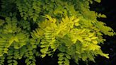 Great Plant Pick: Golden locust | HeraldNet.com