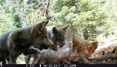 California's Wolf Population Doubles This Year With 30 New Pups Born