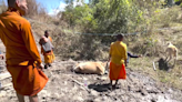 Buddhist monks rescue pregnant cow stuck in thick mud