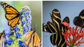 San Diego Zoo Safari Park le da la bienvenida a la primavera con una exhibición de mariposas monarca