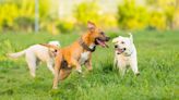 Additional Canine Companion May Increase Dog’s Lifespan, Study Suggests