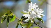 Canoeing in Maine: Enthralled with the serviceberry blooms on South Pond in Warren