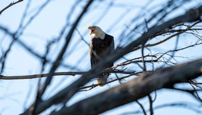 Meet Lucy and Ricky — Riverside County eagle pair receive formal names