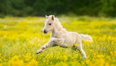 Tiny Horse’s Major Meltdown Over Stuffed Dog Is a Battle for the Ages