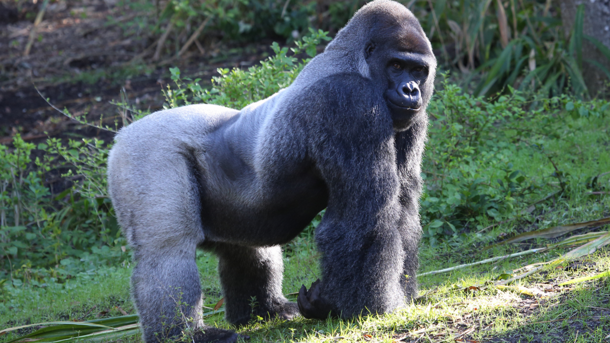 Gorilla Tells Little Boy at the Zoo to Stop Watching Him in the Most Hilarious Way