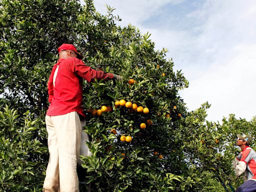 Brazil's orange output to hit over 30-year low on disease, weather