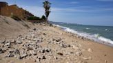 Más de 166 kilómetros de playas y l'Albufera, en peligro de desaparición según Greenpeace