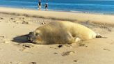 Elefante marino hace visita "inusual" a playa de Puerto Peñasco