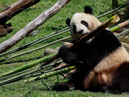 La Reina Sofía presenta a la nueva pareja de pandas del Zoo de Madrid