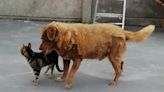 Bobi pierde el Guinness como el perro más longevo del mundo por falta de pruebas