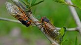 Why are there fewer cicadas in the city of St. Louis?