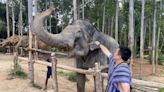 近距離餵食、陪大象洗澡！普吉島大象體驗營超療癒 浪漫老城區嚐冰淇淋