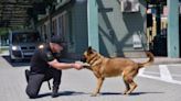 "Tailed border guard": How Chita the shepherd dog helps on duty