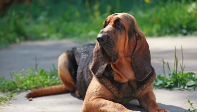 Bloodhound History: Where this Hound Breed Originated