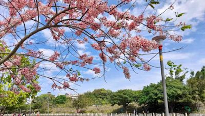 新竹春季賞花全攻略 踏尋繽紛花海美景 | 蕃新聞