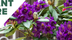 How to Grow Rhododendrons for Pops of Color in Your Home Landscape