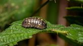 Woodlice can spread seeds they eat, study suggests
