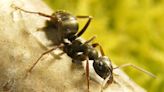 Ants detect scent of cancer in urine – research