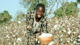 Kenya and Uganda Have Stalled Cotton Sectors with Promising Potential